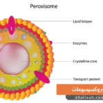 البيروكسيسومات