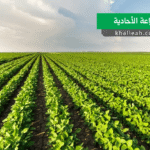 الزراعة الأحادية