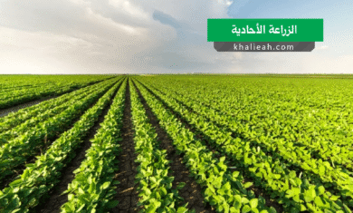 الزراعة الأحادية