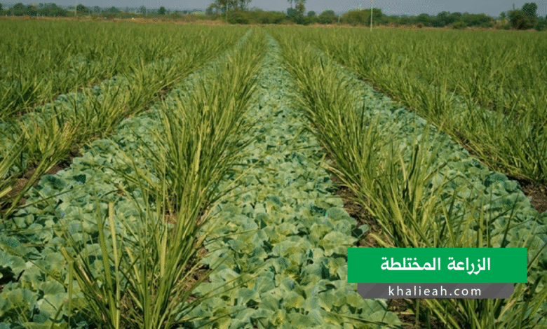 الزراعة المختلطة