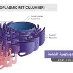 الشبكة الإندوبلازمية الخشنة