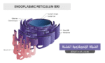 الشبكة الإندوبلازمية الخشنة