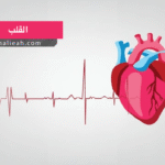القلب