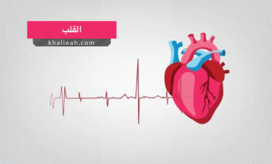 القلب