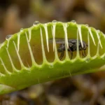 كيف تهضم النباتات آكلة اللحوم فريستها