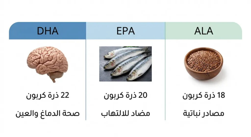 مخطط مقارن يوضح الفرق بين أنواع أوميغا 3 الثلاثة ALA وEPA وDHA من حيث عدد ذرات الكربون والمصادر والوظائف الرئيسية
