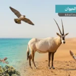 مملكة الحيوان