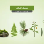مملكة النبات