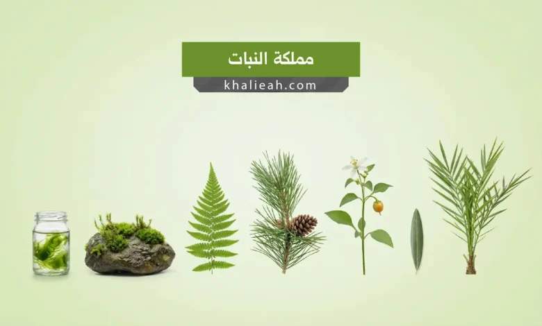 مملكة النبات