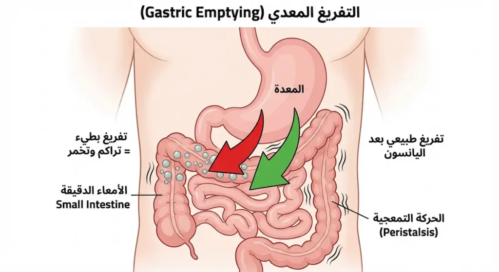  رسم توضيحي للمعدة والأمعاء يُظهر تأثير اليانسون على تسريع عملية التفريغ المعدي وتنشيط الحركة التمعجية