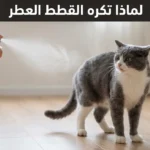 قطة منزلية تتراجع بانزعاج بينما يُرش عطر في الهواء، وعلى الغلاف نص “لماذا تكره القطط العطر”.