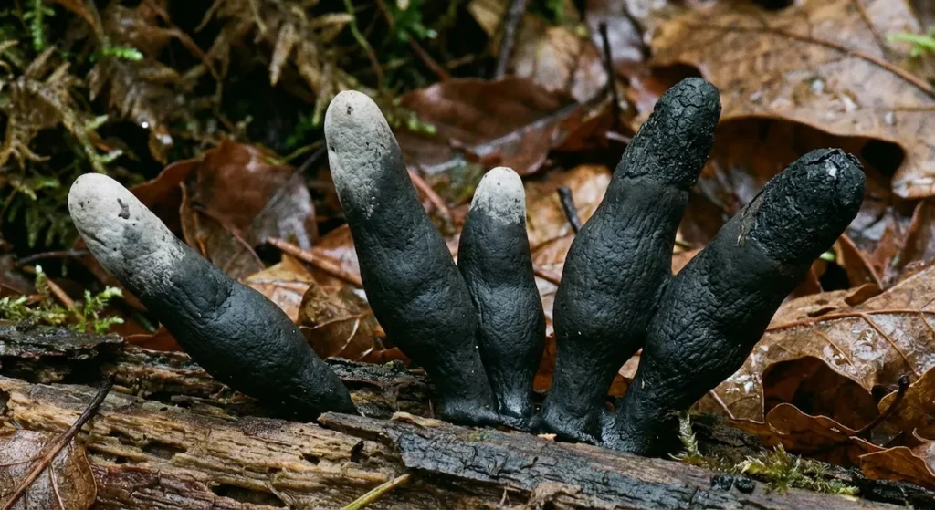 فطر أصابع الرجل الميت بلون أسود فحمي ينمو على جذع شجرة متحللة في غابة رطبة ويشبه أصابع بشرية متعفنة