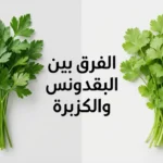 صورة مقارنة توضح الفرق بين شكل حزمة البقدونس وحزمة الكزبرة مع عنوان المقالة