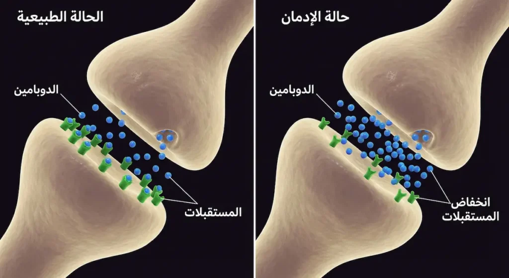 مقارنة توضيحية بين الشق التشابكي الطبيعي وحالة الإدمان تُظهر كيف يقل عدد مستقبلات الدوبامين مع الإفراط في التحفيز