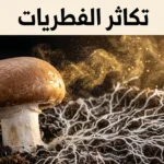صورة غلاف تُظهر فطر عيش الغراب يُطلق ملايين الأبواغ المجهرية مع شبكة الخيوط الفطرية في التربة