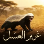 غرير العسل في وضعية تحذيرية بسهول السافانا الإفريقية يُظهر أسنانه وعباءته البيضاء المميزة