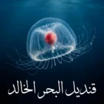 قنديل البحر الخالد الشفاف يسبح في أعماق المحيط الزرقاء الداكنة، يظهر جسمه الجرسي الصغير ومعدته الحمراء ومجساته الرفيعة