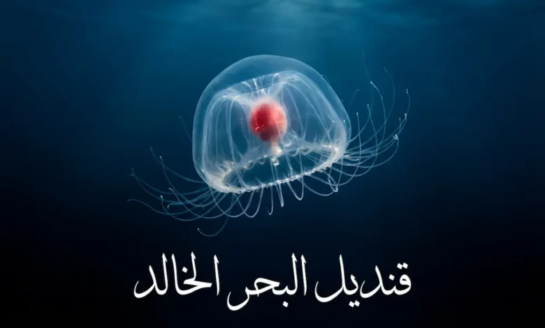 قنديل البحر الخالد الشفاف يسبح في أعماق المحيط الزرقاء الداكنة، يظهر جسمه الجرسي الصغير ومعدته الحمراء ومجساته الرفيعة