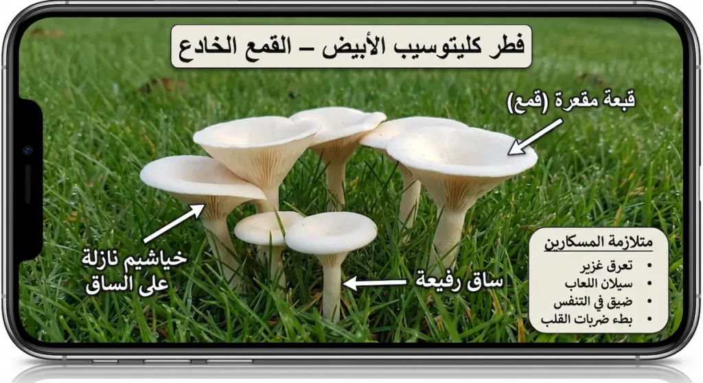 فطر أبيض في العشب بقبعة مقعرة وخياشيم نازلة على الساق مع مربع معلومات عربي عن متلازمة المسكارين.