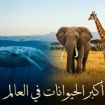 صورة غلاف تُظهر أكبر الحيوانات في العالم: الحوت الأزرق والفيل الإفريقي والزرافة في مشهد يجمع المحيط واليابسة