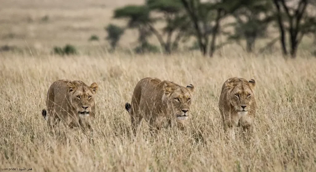 لبؤات من فخر الأسود تتحرك منخفضة في العشب الطويل استعداداً للانقضاض بشكل واقعي.