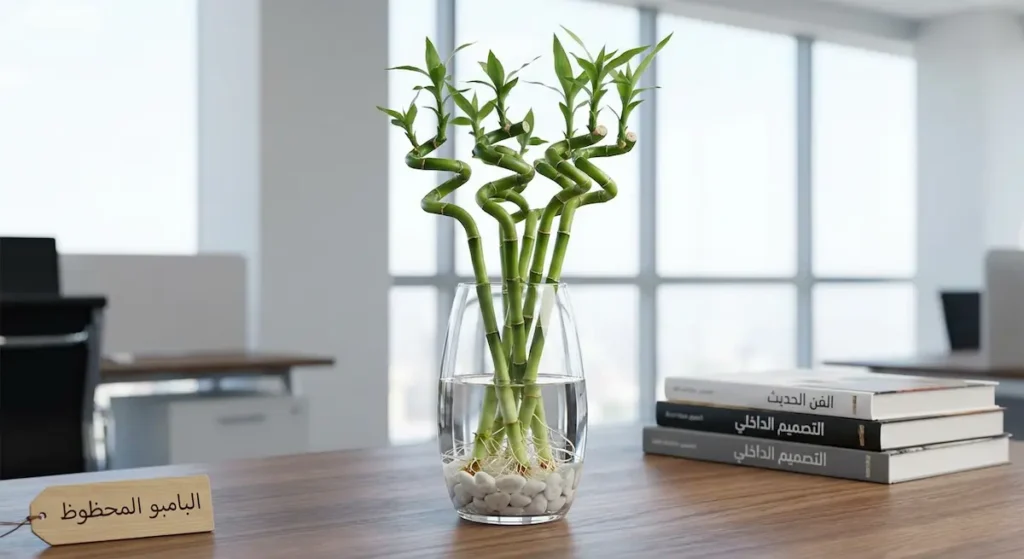نبات البامبو المحظوظ بسيقانه الخضراء ينمو في إناء زجاجي شفاف مملوء بالماء والحصى