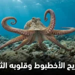 أخطبوط حي بأذرعه الثمانية الممتدة يسبح في قاع البحر الصخري مع عبارة تشريح الأخطبوط وقلوبه الثلاثة