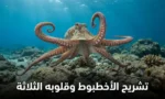 أخطبوط حي بأذرعه الثمانية الممتدة يسبح في قاع البحر الصخري مع عبارة تشريح الأخطبوط وقلوبه الثلاثة