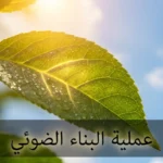 ورقة نبات خضراء تستقبل ضوء الشمس مع قطرات ندى لامعة على سطحها تمثل عملية البناء الضوئي