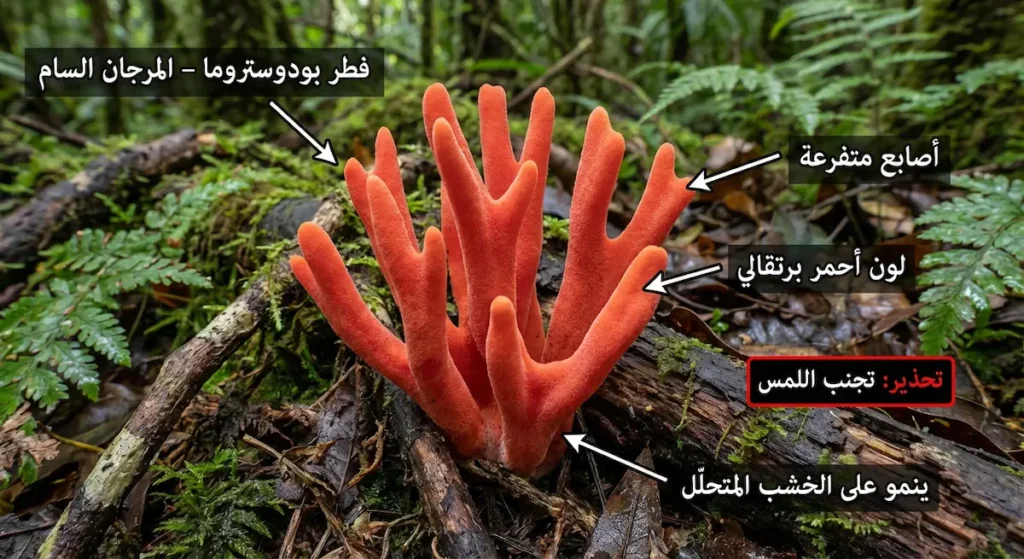 فطر يشبه المرجان الأحمر على خشب متحلل مع تسميات عربية للأصابع المتفرعة وتحذير تجنب اللمس.