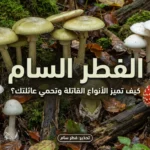 غلاف يظهر فطراً برياً في غابة بعد المطر مع عنوان "الفطر السام بالصور" وتحذير من الفطر السام