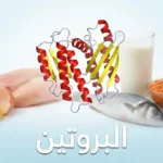 صورة غلاف تُظهر نموذجاً ثلاثي الأبعاد لجزيء بروتين مع مصادر غذائية متنوعة في الخلفية وكلمة البروتين مكتوبة بالعربية