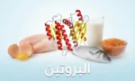 صورة غلاف تُظهر نموذجاً ثلاثي الأبعاد لجزيء بروتين مع مصادر غذائية متنوعة في الخلفية وكلمة البروتين مكتوبة بالعربية