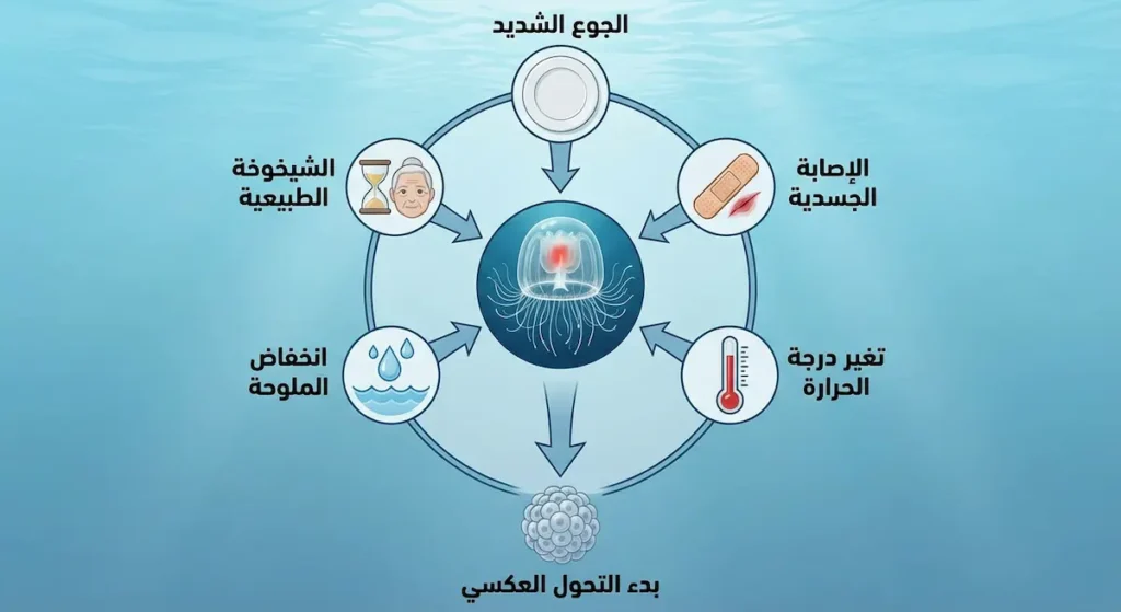 إنفوجرافيك يوضح خمسة محفزات تدفع قنديل البحر الخالد للتحول العكسي: الجوع، الإصابة، تغير الحرارة، انخفاض الملوحة، والشيخوخة