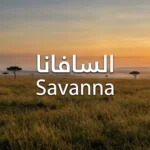 غلاف واقعي لبيئة السافانا عند الغروب مع كلمة السافانا مكتوبة بوضوح