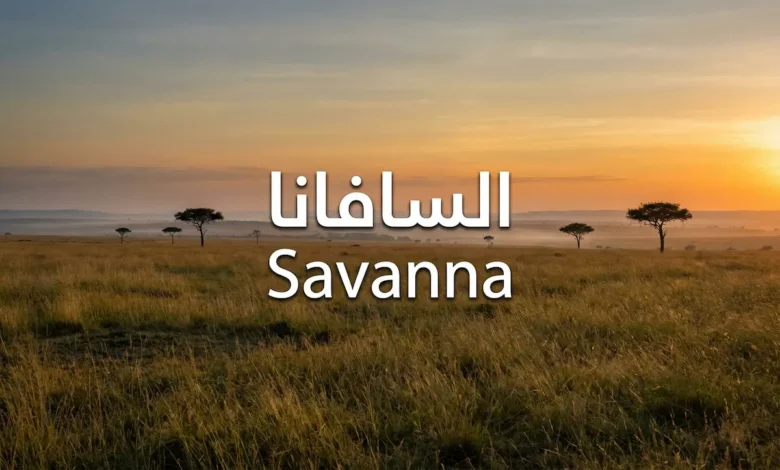 غلاف واقعي لبيئة السافانا عند الغروب مع كلمة السافانا مكتوبة بوضوح