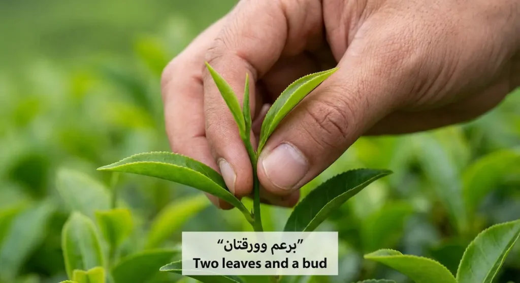 يد تقطف برعم الشاي مع ورقتين فقط لتوضيح معيار القطف الفاخر.