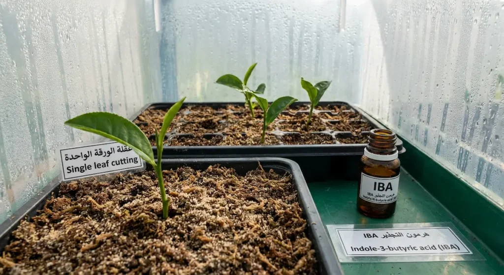 عقلة ورقة واحدة للشاي مزروعة في صينية إكثار مع توضيح استخدام هرمون التجذير IBA.