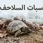 غلاف واقعي لسلحفاة برية تستعد لسبات السلاحف في مشهد شتوي تحت أوراق جافة.