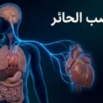 رسم توضيحي علمي يُظهر مسار العصب الحائر في جسم الإنسان من الدماغ إلى الأمعاء مع إبراز الأعضاء المتصلة به