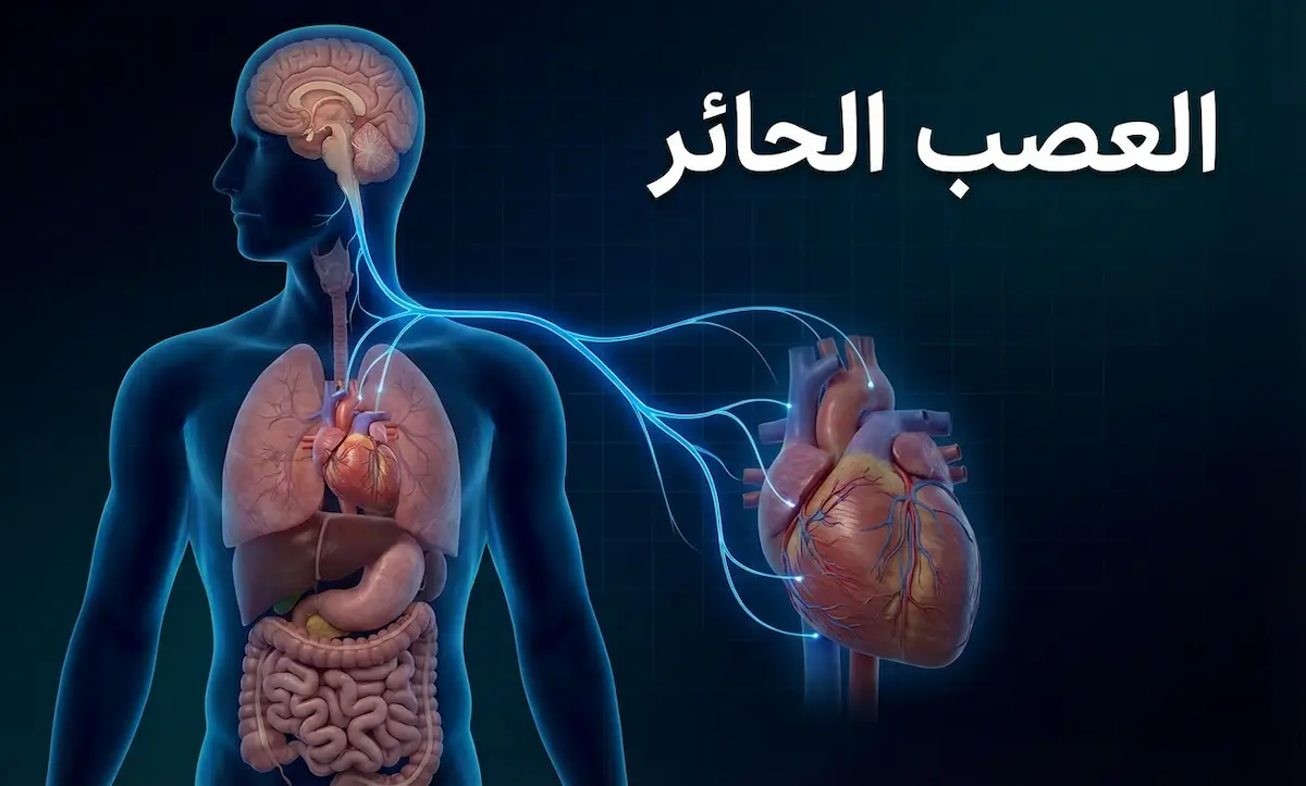 رسم توضيحي علمي يُظهر مسار العصب الحائر في جسم الإنسان من الدماغ إلى الأمعاء مع إبراز الأعضاء المتصلة به