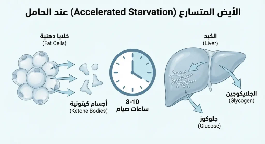  رسم توضيحي يوضح كيف يتحول جسم الحامل من استخدام الجلايكوجين إلى إنتاج الأجسام الكيتونية بعد 8-10 ساعات من الصيام