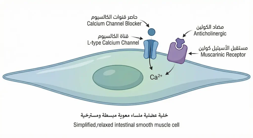 رسم توضيحي لخلية عضلة ملساء معوية يُظهر آلية عمل مضادات الكولين وحاصرات قنوات الكالسيوم في إرخاء العضلة ومنع التشنج