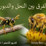 صورة مقارنة تُظهر نحلة عسل ممتلئة مشعرة على اليمين ودبوراً أصفر نحيلاً لامعاً على اليسار مع عنوان الفرق بين النحل والدبور