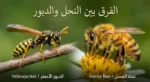 صورة مقارنة تُظهر نحلة عسل ممتلئة مشعرة على اليمين ودبوراً أصفر نحيلاً لامعاً على اليسار مع عنوان الفرق بين النحل والدبور