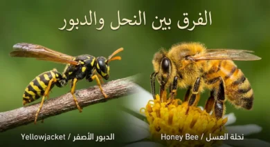 صورة مقارنة تُظهر نحلة عسل ممتلئة مشعرة على اليمين ودبوراً أصفر نحيلاً لامعاً على اليسار مع عنوان الفرق بين النحل والدبور