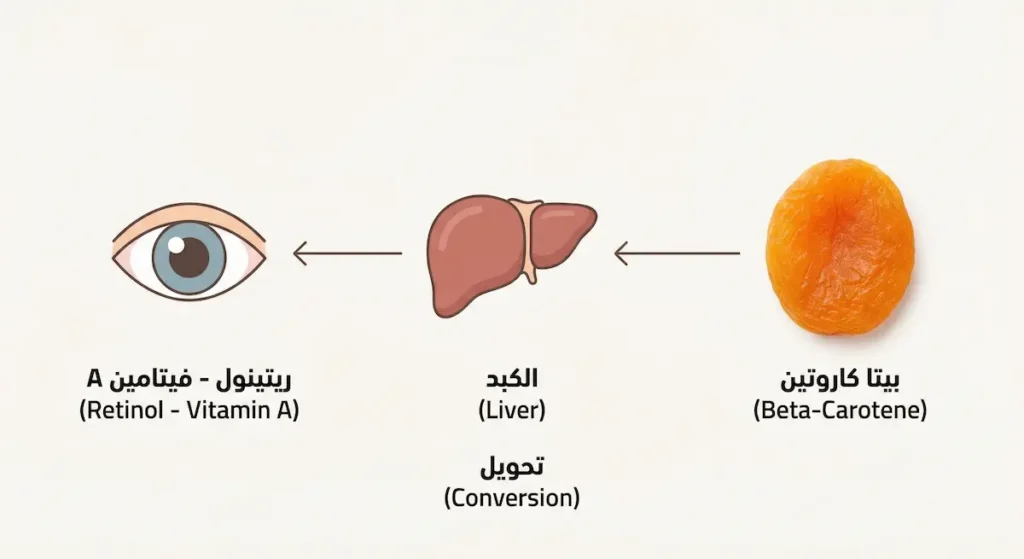 رسم توضيحي يُظهر مسار تحول البيتا كاروتين من المشمش المجفف إلى ريتينول (فيتامين A) في الكبد ودوره في صحة شبكية العين