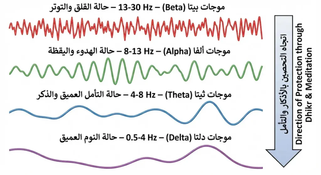 رسم تخطيطي علمي يوضح أربعة أنماط من موجات الدماغ بيتا وألفا وثيتا ودلتا وكيف ينتقل الدماغ من حالة القلق إلى حالة التأمل العميق أثناء التحصين بالأذكار
