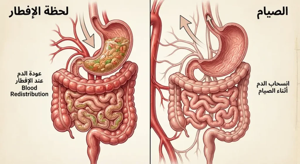 مقارنة توضيحية لتوزيع الدم على الجهاز الهضمي أثناء الصيام مقابل لحظة الإفطار