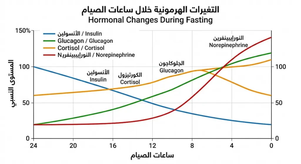 رسم بياني يوضح تغير مستويات أربعة هرمونات أثناء الصيام: انخفاض الأنسولين وارتفاع الجلوكاجون والكورتيزول والنورإيبينفرين على مدار 24 ساعة